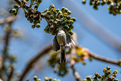 Polioptila caerulea