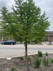 Taxodium distichum