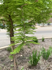 Taxodium distichum