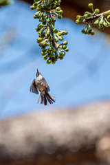 Polioptila caerulea
