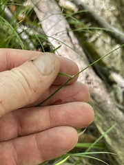 Poa saltuensis