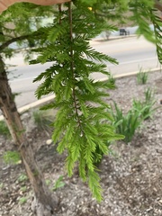 Taxodium distichum