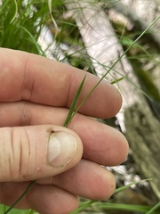 Poa saltuensis