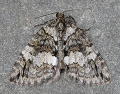 Hydriomena transfigurata