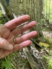 Poa saltuensis
