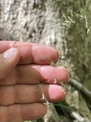 Poa saltuensis