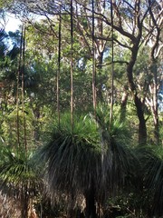 Xanthorrhoea malacophylla