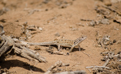 Liolaemus atacamensis