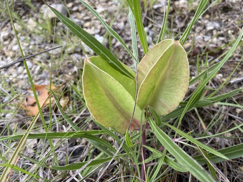 Oenothera macrocarpa