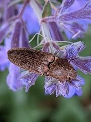 Gambrinus griseus
