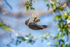 Melanerpes chrysogenys