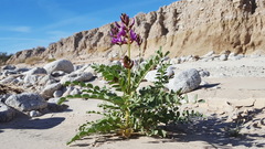 Astragalus crotalariae