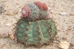 Melocactus zehntneri