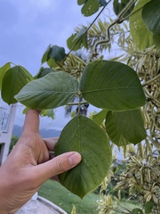 Macropsychanthus violaceus