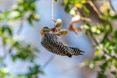 Melanerpes chrysogenys