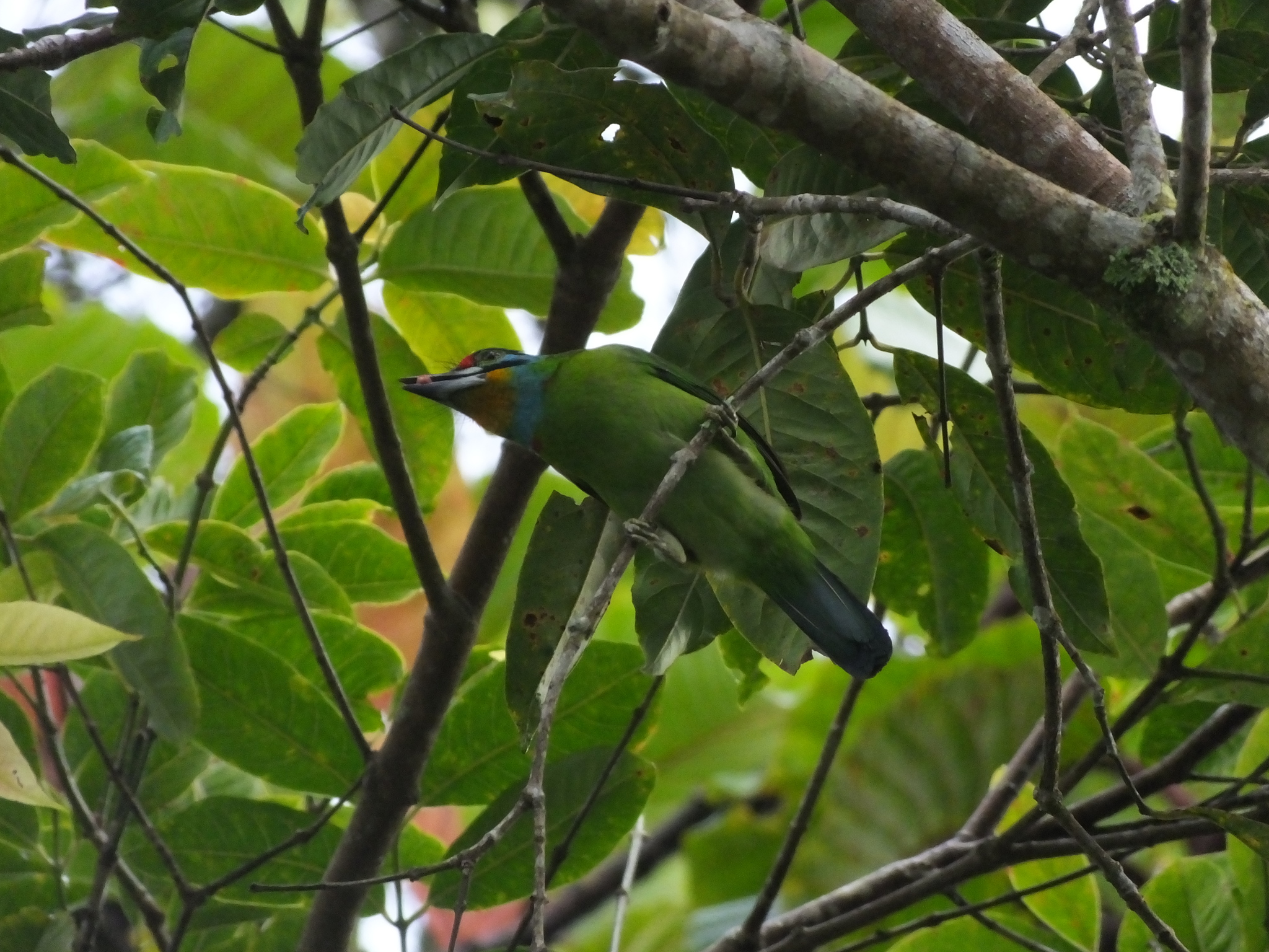 Black-browed Barbet