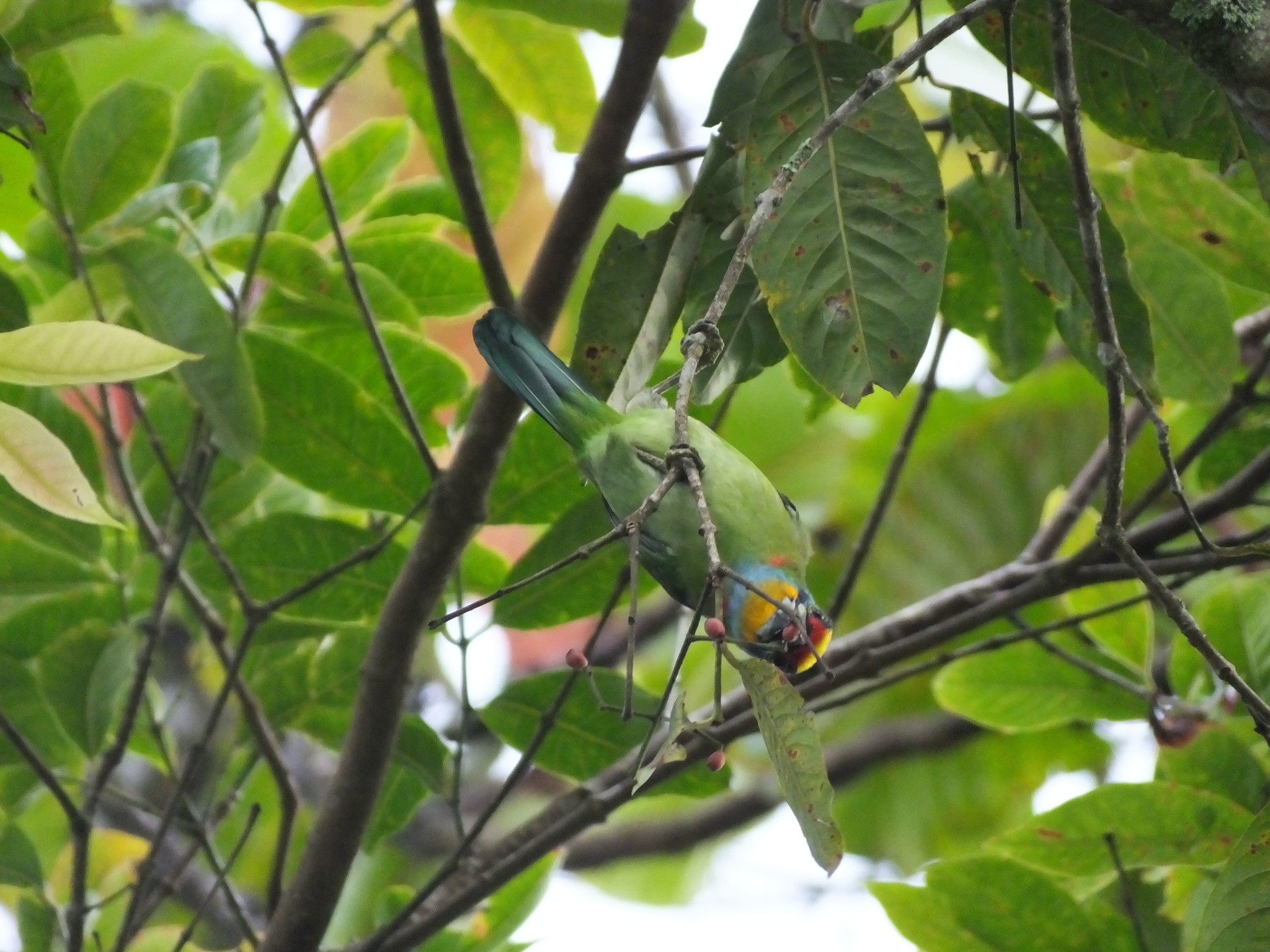 Black-browed Barbet
