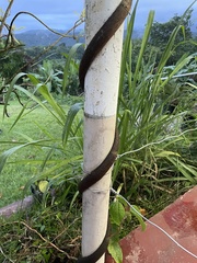 Macropsychanthus violaceus