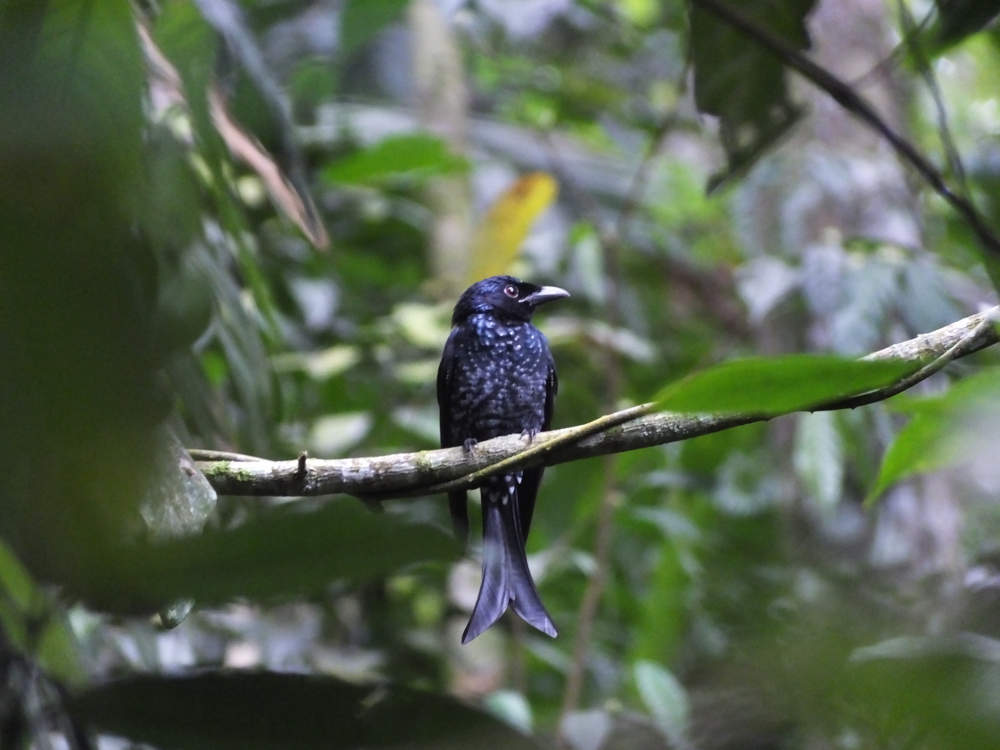 Crow-billed Drongo