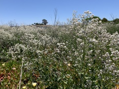 Gypsophila paniculata