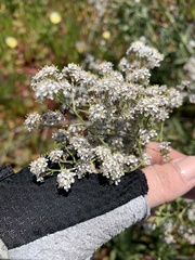Gypsophila paniculata