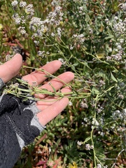 Gypsophila paniculata