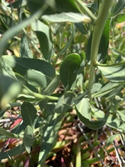 Gypsophila paniculata