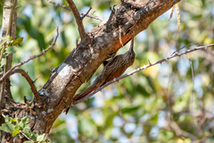Xiphorhynchus flavigaster