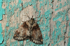 Hydriomena perfracta