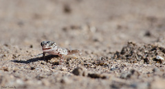 Phyllodactylus gerrhopygus