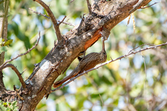 Xiphorhynchus flavigaster