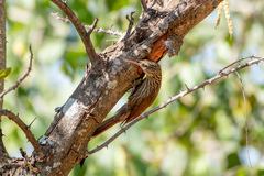 Xiphorhynchus flavigaster