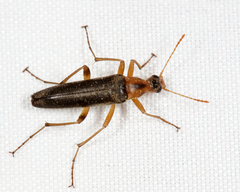 Cephaloon lepturides