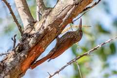 Xiphorhynchus flavigaster