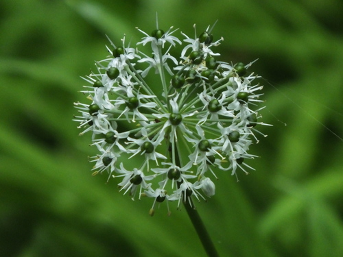 East-Himalayan chives (Allium hookeri)