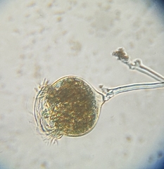 Campanella