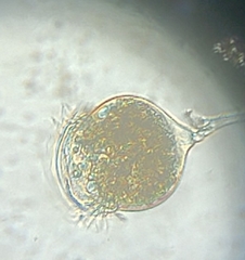 Campanella