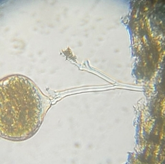 Campanella