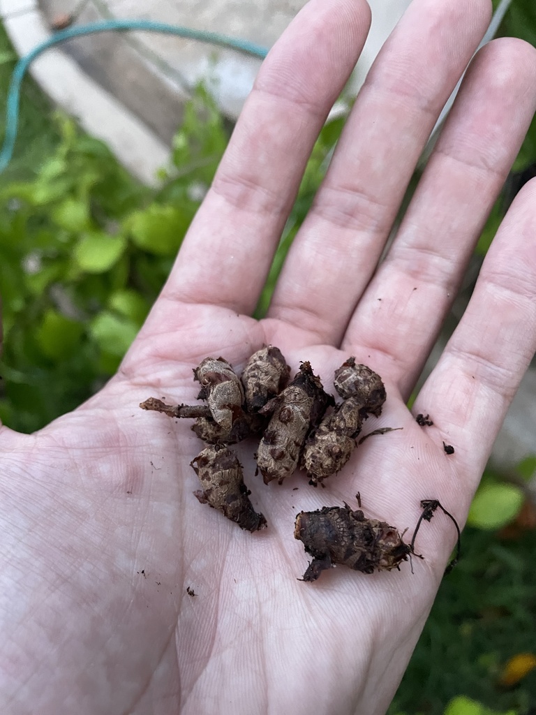 Dracontium asperum