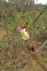 Lechenaultia linarioides