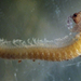 Crescent Moon Millipede - Photo (c) pmbrousseau, some rights reserved (CC BY-NC), uploaded by pmbrousseau