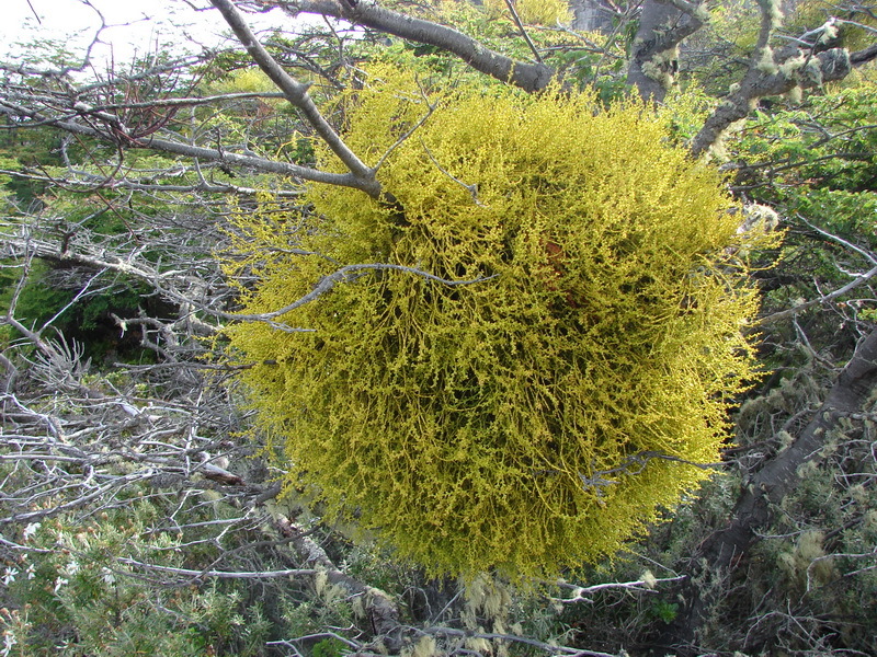 Misodendrum