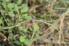 Pyrisitia lisa centralis