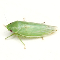 Gyponana angulata