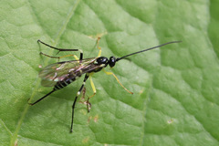 Sericopimpla australis