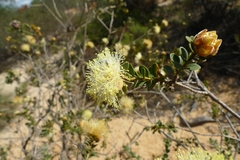 Melaleuca megacephala