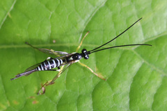 Sericopimpla australis