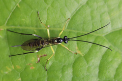 Sericopimpla australis