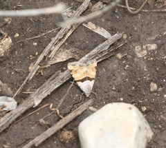 Cobubatha lixiva