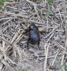 Archophileurus cribrosus